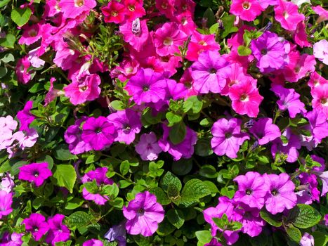 photo of the pink flowers background in shiny day