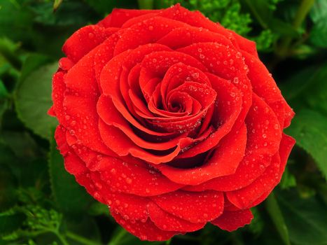 photo of the red rose with drops of water