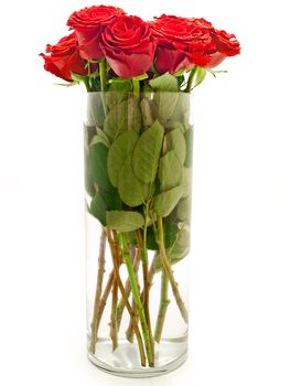 bouquet of beautiful red roses in vase  