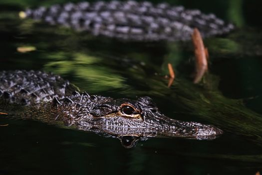 American Alligator with reflection in water.