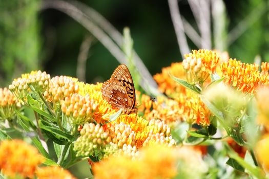 Great Spangled Fritillary butterfly feeding on Butterfly Weed with extreme shallow DOF. 
