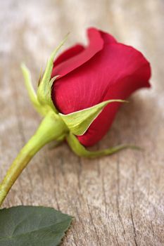 Red rose over old aged teak wood, romantic spring love metaphor