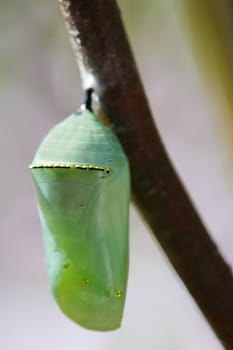 Pale green chrysallis hanging off a branch