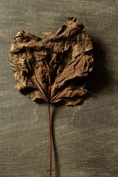 Autumn leaf in warm dark background and , low key image