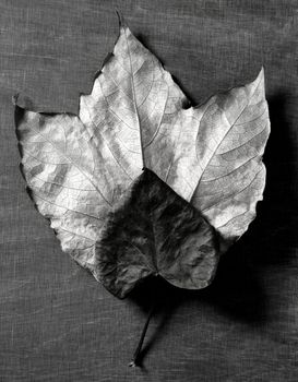 Autumn leaf in warm dark background and , low key image