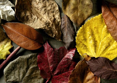 Still of autumn leaves, dark wood background, fall classic images