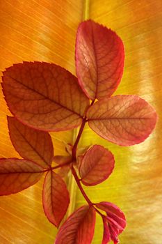 Autumn, fall leaves decorative still at studio white background, using the transparency