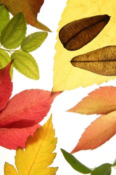 Autumn, fall leaves decorative still at studio white background, using the transparency