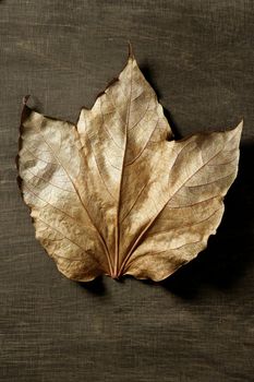 Autumn leaf in warm dark background and , low key image