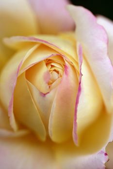 Colorful rose flower macro at the garden, outdoors