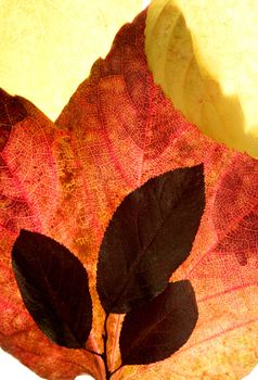 Autumn, fall leaves decorative still at studio white background, using the transparency