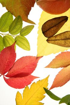 Autumn, fall leaves decorative still at studio white background, using the transparency