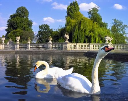 Pair of Swans in a public park city in a blue pond