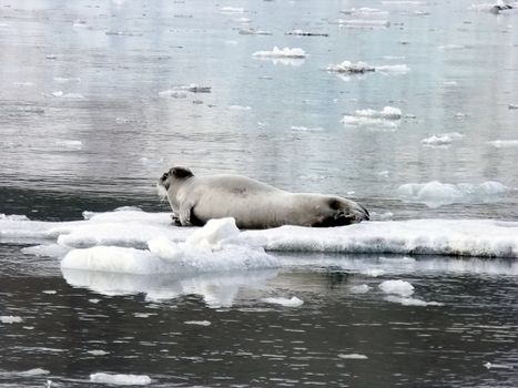 Seal on ice floes taking sunbath in artic sea