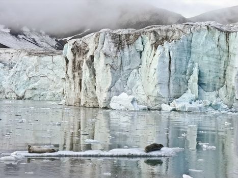 Seals in artic sea relaxing on a ice floe near a glacier