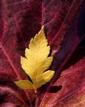 Leaves still of autumn leaves, dark wood background, fall classic images