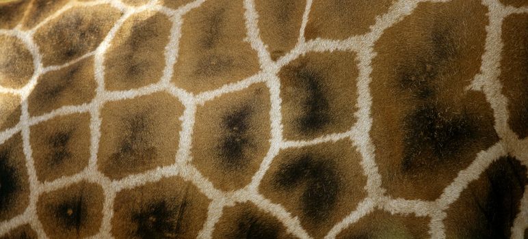 Girafe from Africa, skin texture for background