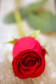 Red rose over old aged teak wood, romantic spring love metaphor