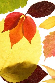 Autumn, fall leaves decorative still at studio white background, using the transparency