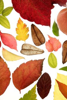 Autumn, fall leaves decorative still at studio white background, using the transparency