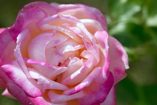 Colorful rose flower macro at the garden, outdoors