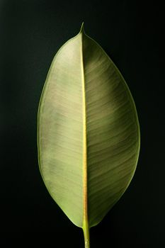 Autumn leaf in warm dark background and , low key image