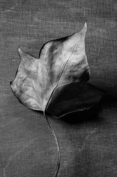 Autumn leaf in warm dark background and , low key image