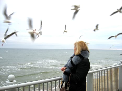 Feeding of seagulls on seacoast