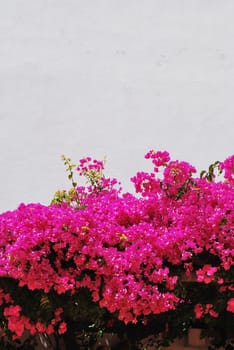 beautiful view of bouganvillas pink flowers and blue sky background