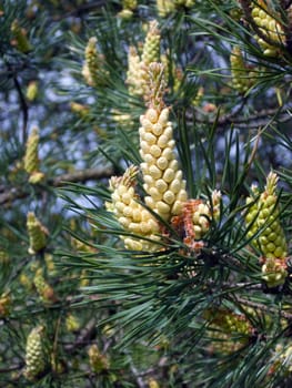 Blooming pine in the forest