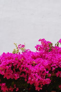 beautiful background with vibrant bouganvillas pink flowers