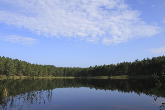 Nature scene - forest reflection in the water