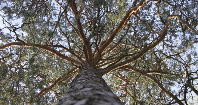 Close up to a large pine tree