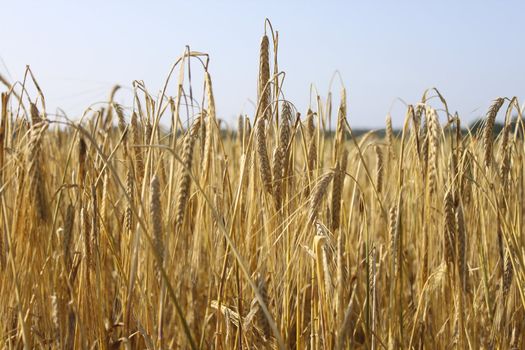 Tranquile agriculture scene - wheat field 