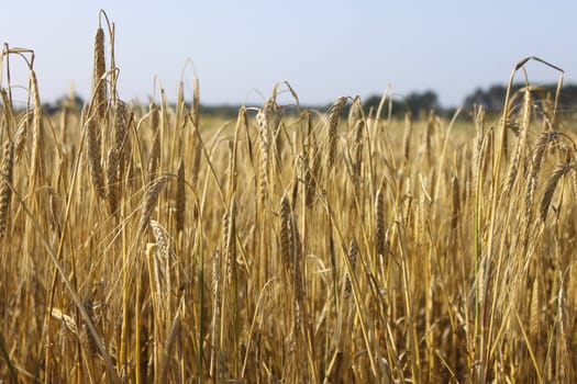 Tranquile agriculture scene - wheat field 