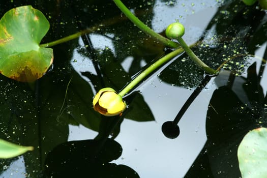 A Swamp lily pad with flower and reflection