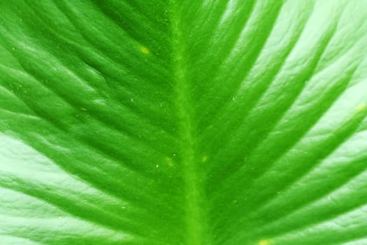 A Large swamp plant leaf background