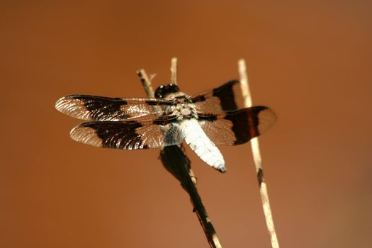 A Common whitetail male dragonfly