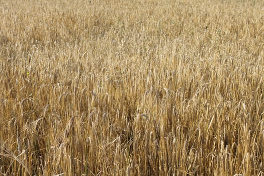 Tranquile agriculture scene - wheat field 