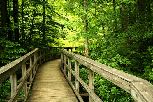 a Wooden bridge through the forest