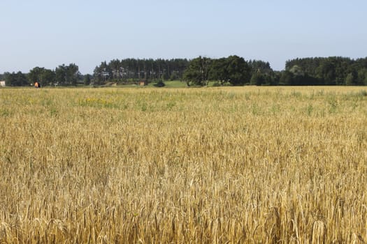 Tranquile agriculture scene - wheat field 