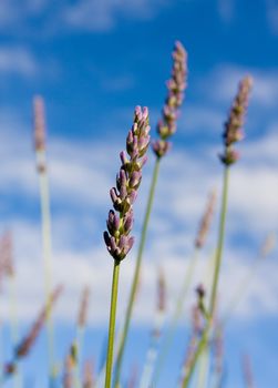 Wild lavendar flower in natural surroundings against blue sky