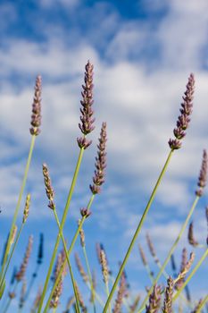 Wild lavendar flower in natural surroundings against blue sky