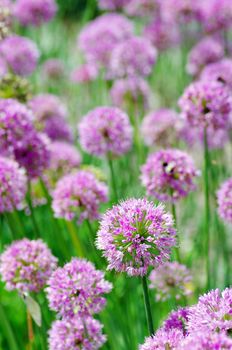 Close up of the flowers of some allium