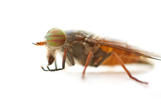 Macro shot of fly on white background