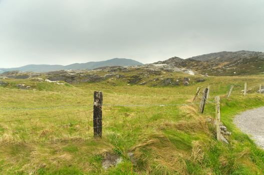 Green meadow at western Ireland