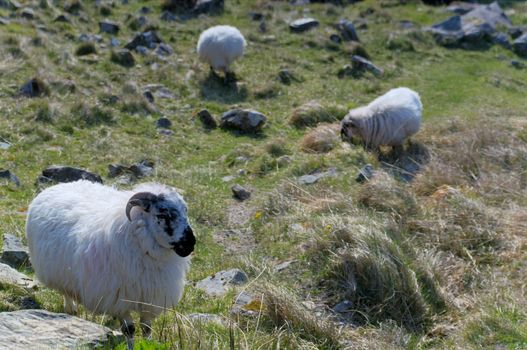 Sheep grazing at Gap of Dunloe, Ireland