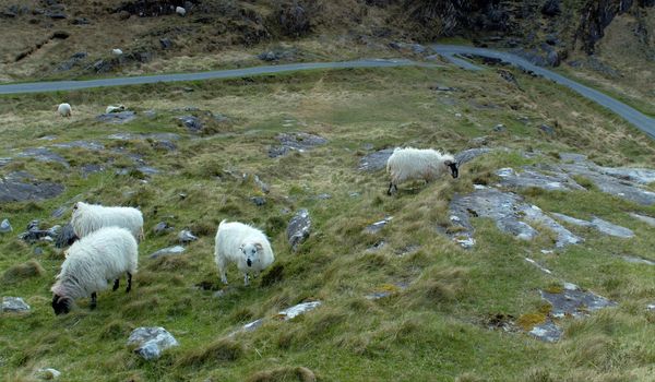 Sheep grazing at Gap of Dunloe, Ireland