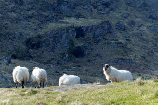 Sheep grazing at Gap of Dunloe, Ireland