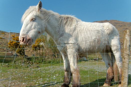 White horse at Irish farm